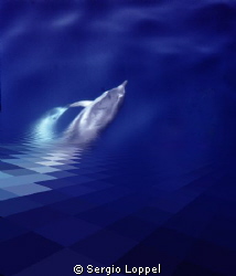 Dolphyn / giochi di delfini nella culla dei cetacei by Sergio Loppel 